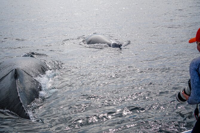 Private 2hr Supreme Whale/Dolphin Watching Tour, Newport Beach CA - Key points to know before you book