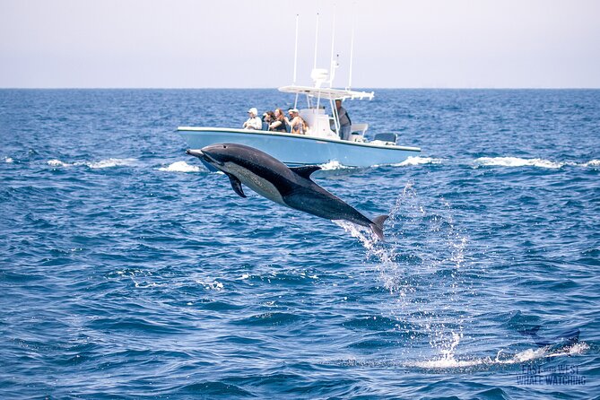 Private 2hr Supreme Whale/Dolphin Watching Tour, Newport Beach CA - Meeting at 508 South Bay Front