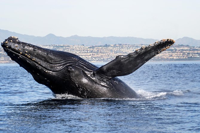 Private 2hr Supreme Whale/Dolphin Watching Tour, Newport Beach CA - Searching for dolphins, whales, and sea lions