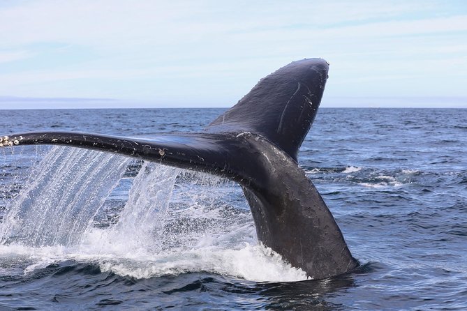 Private 2hr Supreme Whale/Dolphin Watching Tour, Newport Beach CA - Captain Nick and the naturalist approach