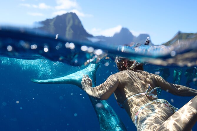 Private boat tour to swim with whales and sharks - Why the whale encounter depends on patience