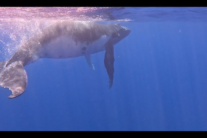 Private boat tour to swim with whales and sharks - The possible water entry with a humpback whale