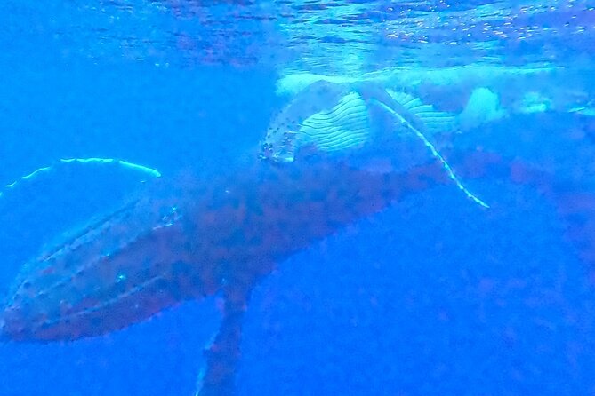 Private boat tour to swim with whales and sharks - Why the private format affects the price
