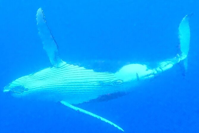 Private boat tour to swim with whales and sharks - Timing your Moorea booking