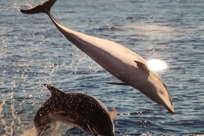 private charter 3 Hours Whale Encounter puerto colon adeje - Leaving Puerto Colón for the open water