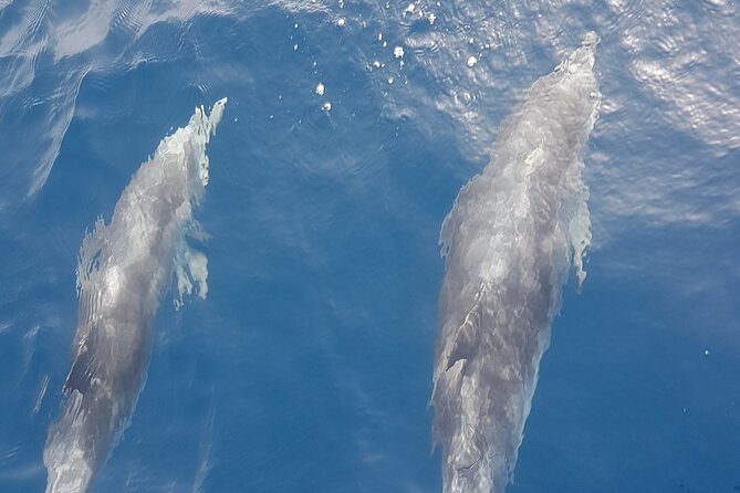 private charter 3 Hours Whale Encounter puerto colon adeje - Searching for pilot whales and dolphins