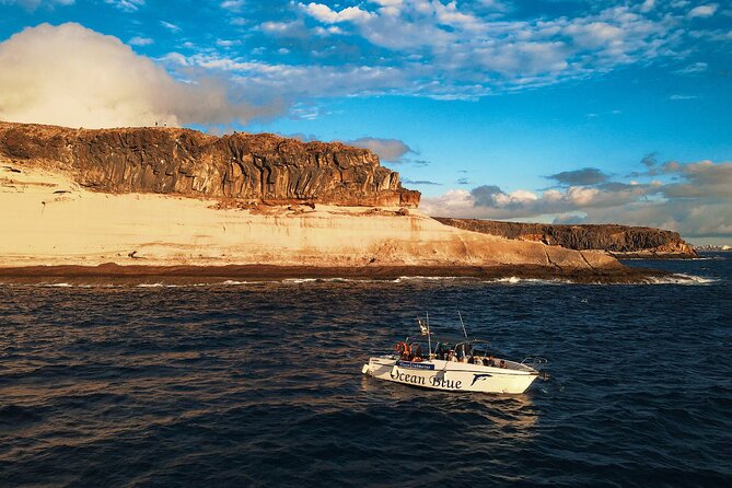 private charter 3 Hours Whale Encounter puerto colon adeje - Is this Costa Adeje charter right for you?