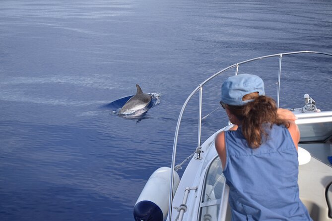 Private Dolphin and Whale Watching Tour in Madeira - Snorkeling in a volcanic cove