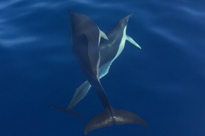 Private Dolphin and Whale Watching Tour in Madeira - Sunsets, swimming, and sparkling wine after 6 pm