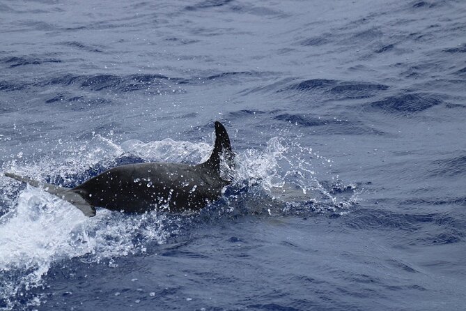 Private Dolphin and Whale Watching Tour in Madeira - Service, photos, and the small extras