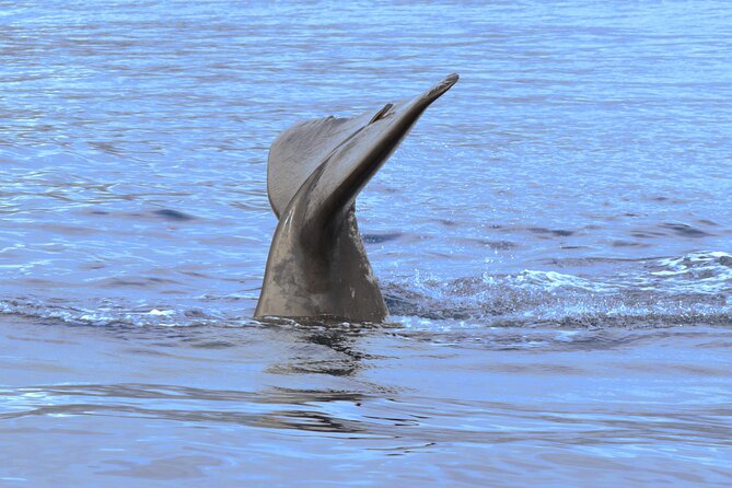 Private Dolphin and Whale Watching Tour in Madeira - Weather, sea conditions, and the chance of a changed plan