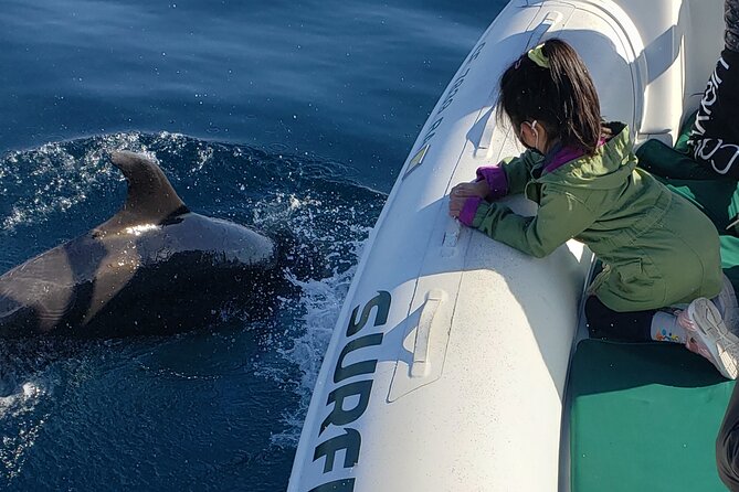 Private Dolphin and Whale Watching Tour in Newport Beach - Dolphins are the main attraction
