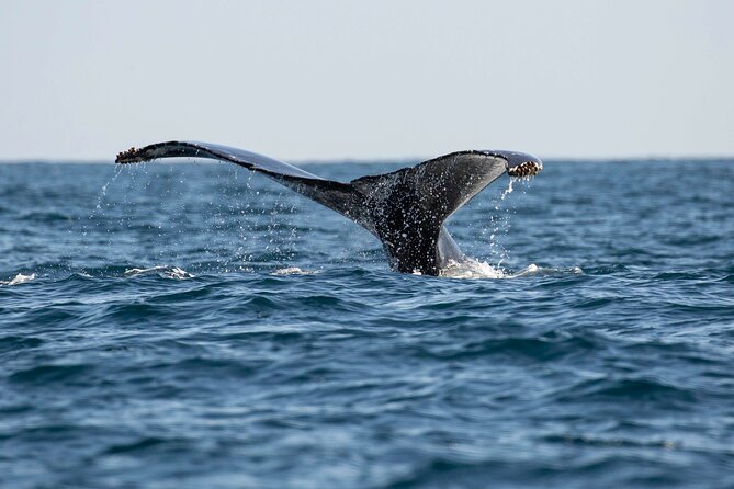 Private Dolphin and Whale Watching Tour in Newport Beach - Whales, sea lions, seals, and smaller surprises