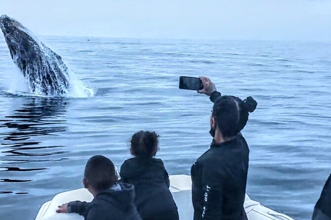 Private Dolphin and Whale Watching Tour in Newport Beach - Comfort, speed, and what to bring