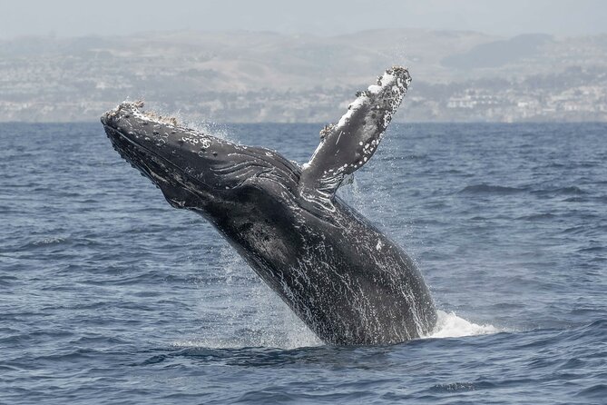 Private Dolphin and Whale Watching Tour in Newport Beach - Is $425 a good value?