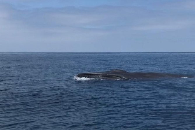 Private Family Whale & Dolphin Adventure in San Diego - The enclosed cabin matters more than it first appears