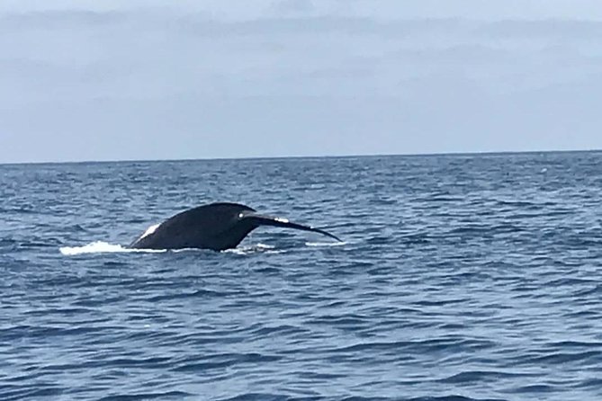 Private Family Whale & Dolphin Adventure in San Diego - What the wildlife search can deliver