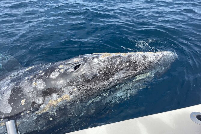 Private Family Whale & Dolphin Adventure in San Diego - Captain Rich’s role is central