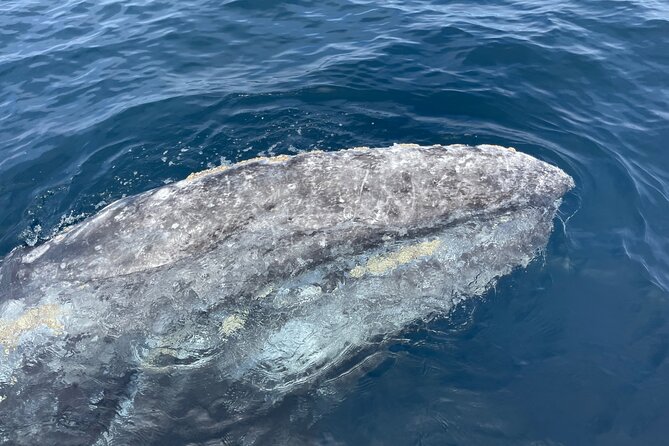 Private Family Whale & Dolphin Adventure in San Diego - How the three hours usually feel