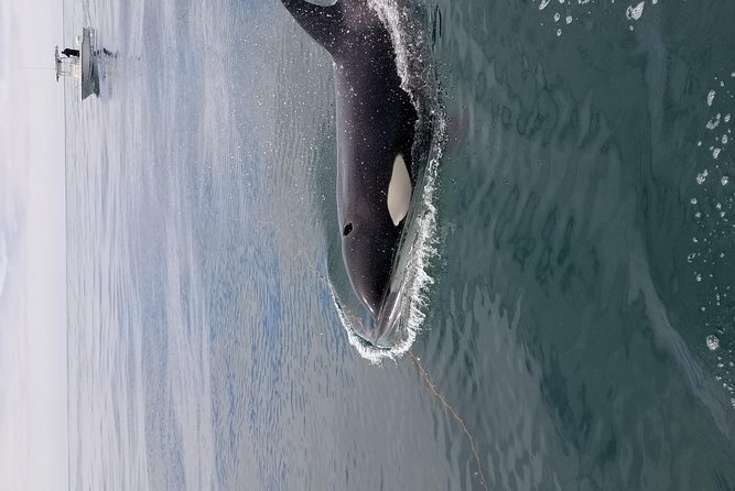 Private Family Whale & Dolphin Adventure in San Diego - Is $179 per person a fair price?