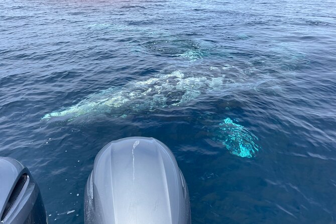 Private Family Whale & Dolphin Adventure in San Diego - The observation tower is your best search post