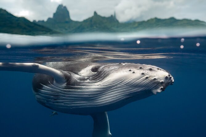 Private Half Day Whale Watching Tour - Key points to know before booking