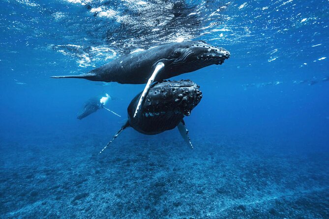 Private Half Day Whale Watching Tour - Why the six-person limit changes the outing