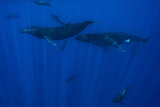 Private Half Day Whale Watching Tour - What the captain and guide add
