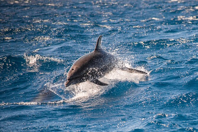 Private Humpback Whale Watching in Cabo San Lucas - Why a marine biologist changes the value