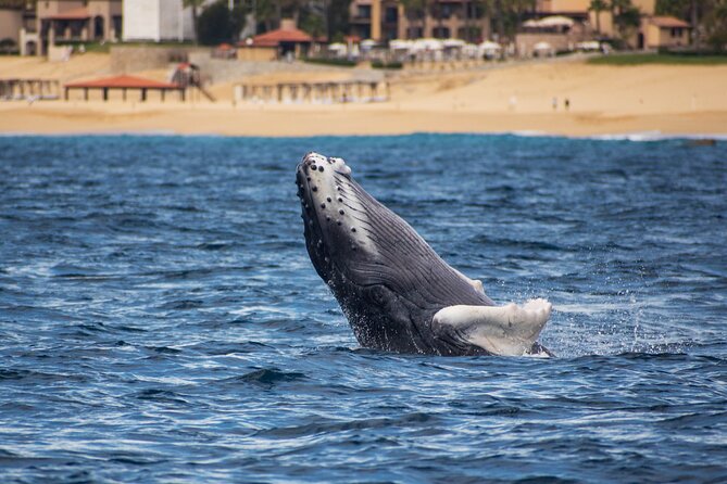 Private Humpback Whale Watching in Cabo San Lucas - Who gets the best value from this Cabo tour