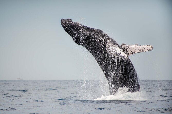 Private Humpback Whale Watching in Cabo San Lucas - Timing, weather, and cancellation rules