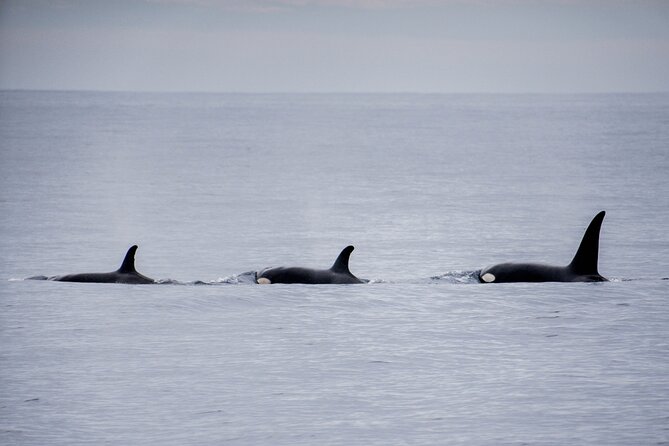 Private Humpback Whale Watching in Cabo San Lucas - A balanced look at the service record