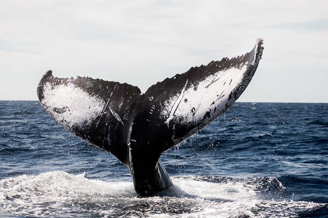 Private Humpback Whale Watching in Cabo San Lucas - The whale search is the heart of the trip