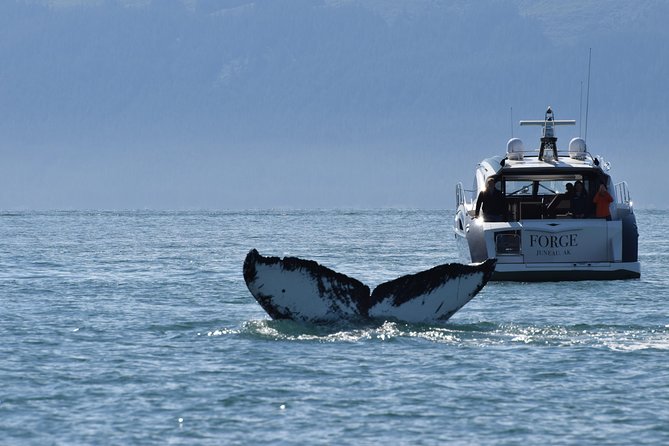 Private Luxury Whale Watch - From your ship or hotel to Auke Bay