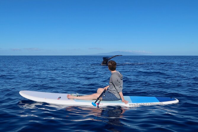 Private Paddleboard (SUP) Whale Watch: All Skill Levels Welcome - Paddling into the Humpback Whale Sanctuary