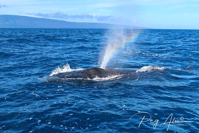 Private Paddleboard (SUP) Whale Watch: All Skill Levels Welcome - Weather, cancellation, and planning advice