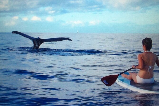 Private Paddleboard (SUP) Whale Watch: All Skill Levels Welcome - The lesson makes SUP less intimidating
