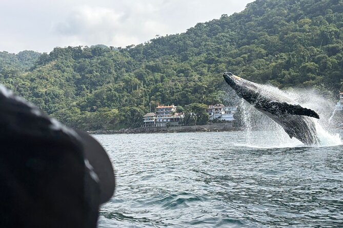 Private Tour 3 Hours of Whale Watching - Key points at a glance