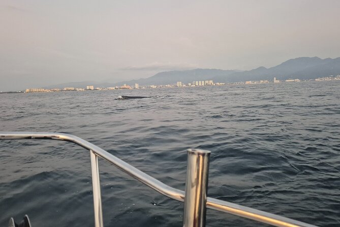 Private Tour 3 Hours of Whale Watching - What you may see beyond the whales