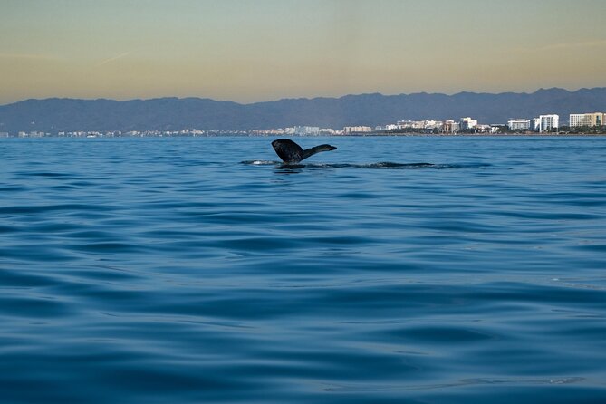 Private Tour 3 Hours of Whale Watching - Timing matters more than the brochure suggests
