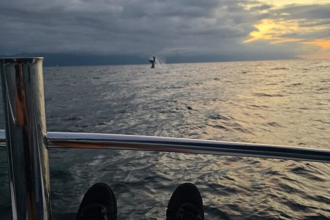 Private Tour 3 Hours of Whale Watching - Food, water, shade, and seasickness