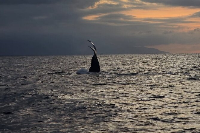 Private Tour 3 Hours of Whale Watching - Cancellation and practical booking details