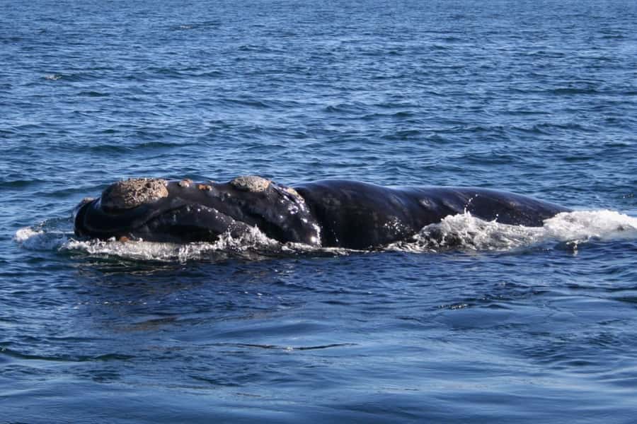 Private Tour: Hermanus- Boat Based Whale Watching Experience - Key points to know before booking
