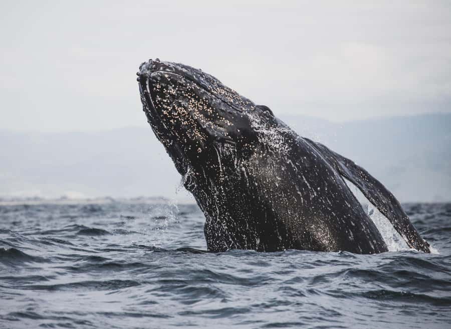Private Tour: Hermanus- Boat Based Whale Watching Experience - Who should choose this tour?