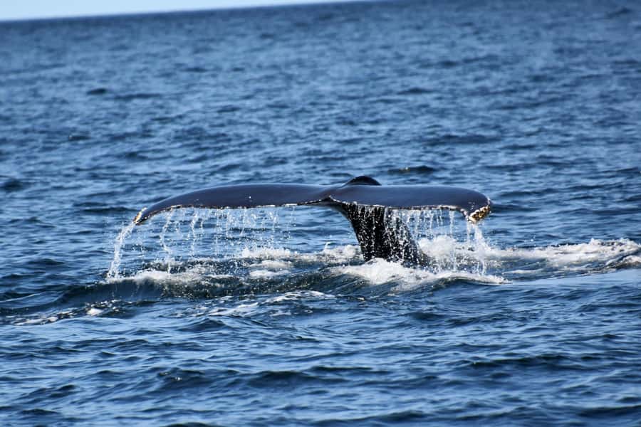 Private Tour: Hermanus- Boat Based Whale Watching Experience - Why this Hermanus day works so well