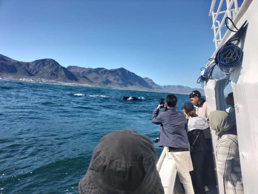 Private Tour: Hermanus- Boat Based Whale Watching Experience - Clarence Drive brings the road-trip drama