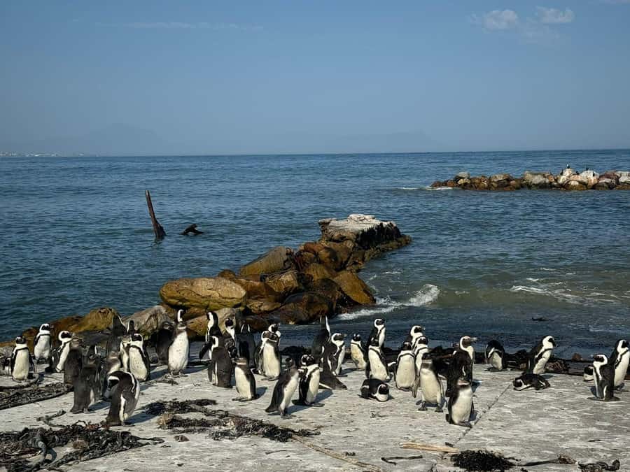 Private Tour: Hermanus- Boat Based Whale Watching Experience - Stony Point is the welcome surprise