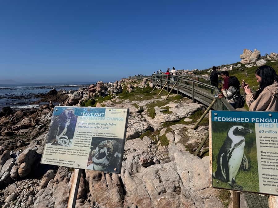 Private Tour: Hermanus- Boat Based Whale Watching Experience - Reaching Hermanus and the whale boat