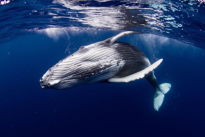 Private tour observing and swimming with humpback whales in Moorea - More than a whale trip