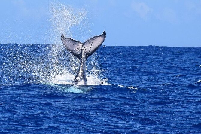 Private tour observing and swimming with humpback whales in Moorea - The subwing adds a different kind of water time